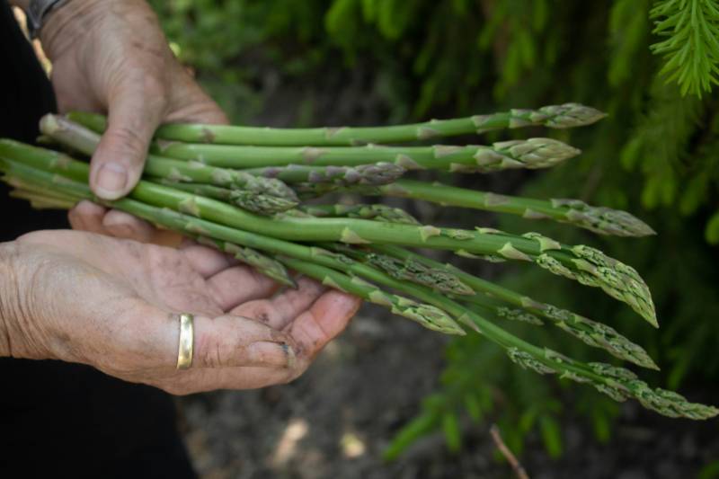 Pourquoi et comment choisir un emballage recyclable pour fruits et légumes?