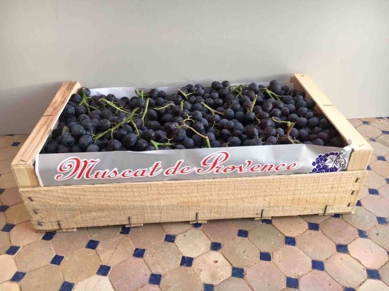 Emballage pour raisin de table